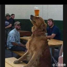 二狗爆料冥想视频,冥想视频背后的神秘力量  第3张