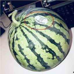 新沂网红吃瓜,揭秘网络红人的幕后故事  第1张